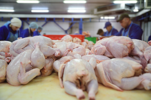 Chicken Processing